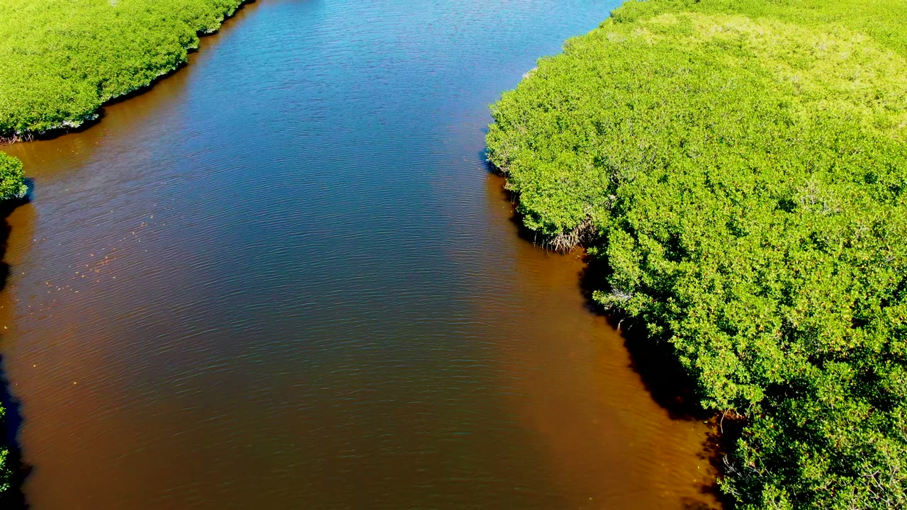 Aerial view in San Carlos, Baja California Sur with calm blue brown water between dense green riverbanks and no visible people or structures.