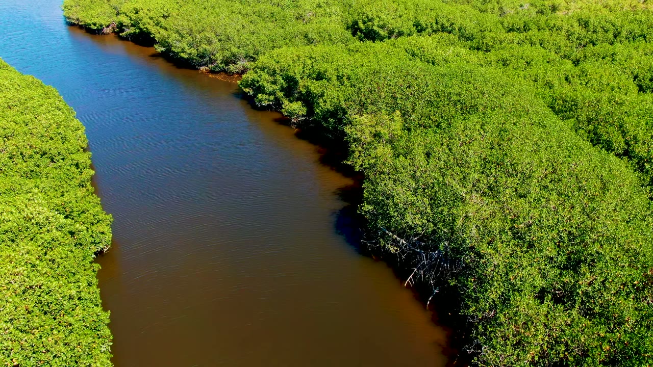 Aerial view over San Carlos, Baja California Sur, showing brown river water curving beside dense green mangrove canopy with no visible people.