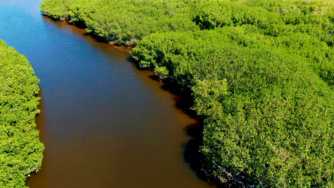 Brown water channel bordered by bright green mangrove forest.