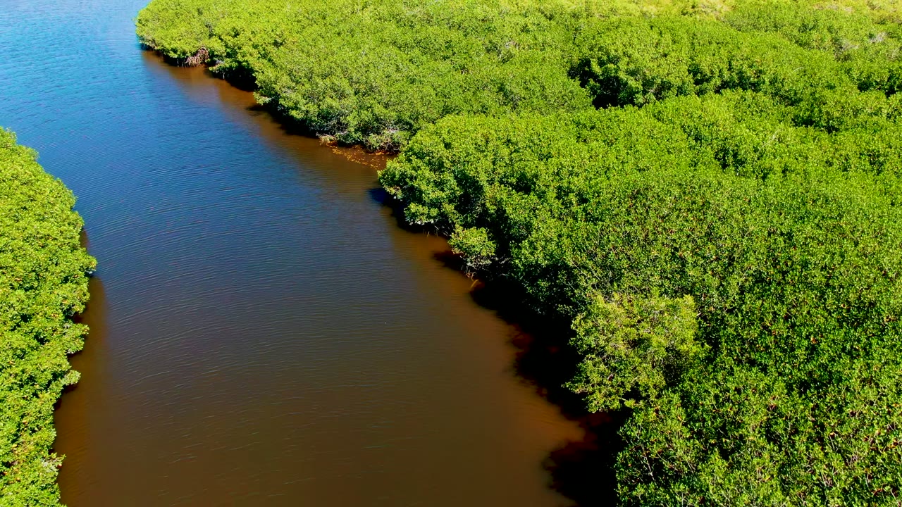 Drone-like overhead view of a river bend in San Carlos, Baja California Sur, with dense mangroves crowding the water and no visible people.
