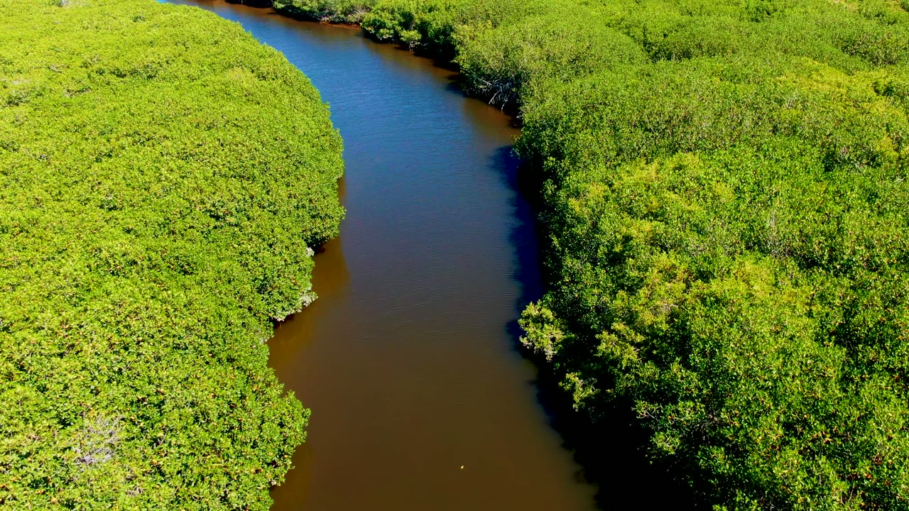 Overhead view in San Carlos, Baja California Sur, showing a brown river bend bordered by dense bright green canopy, with no visible people.