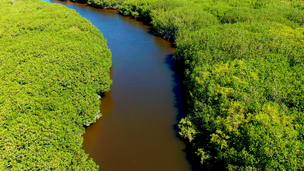 Narrow river channel between thick green vegetation.
