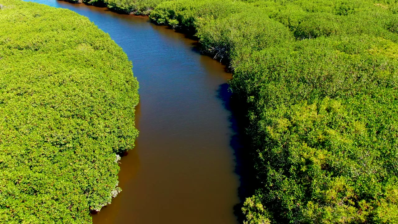 Overhead San Carlos, Baja California Sur view showing the river curving past a broad mass of green canopy on the right and darker water along the left bank, with no visible people.