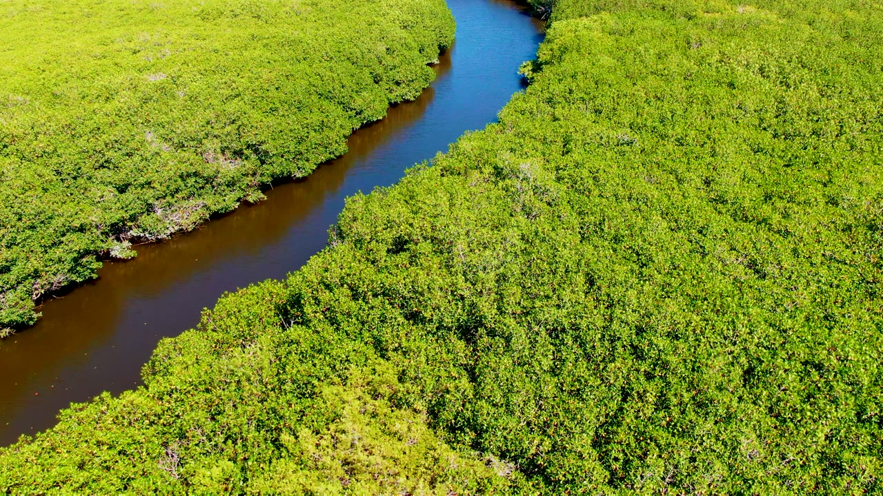 Aerial frame from San Carlos, Baja California Sur, showing a dark river bend bordered by dense bright green forest, with no visible people.