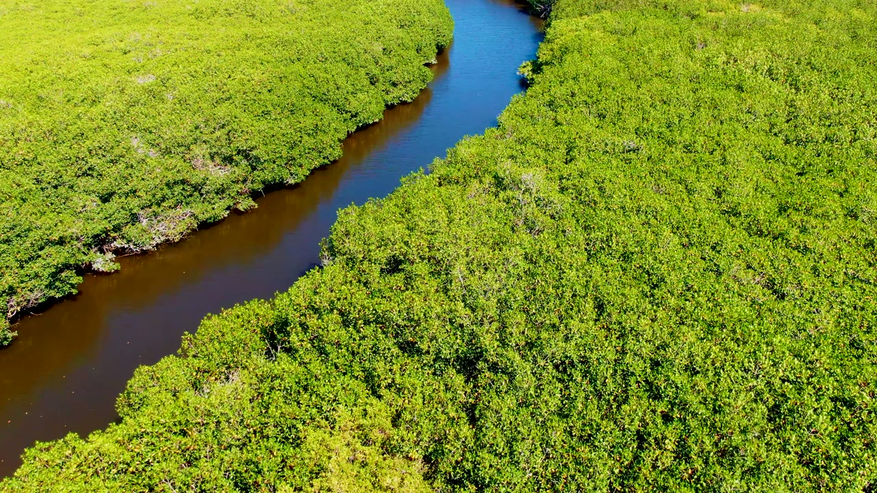 Curving river bordered by thick green forest from above.