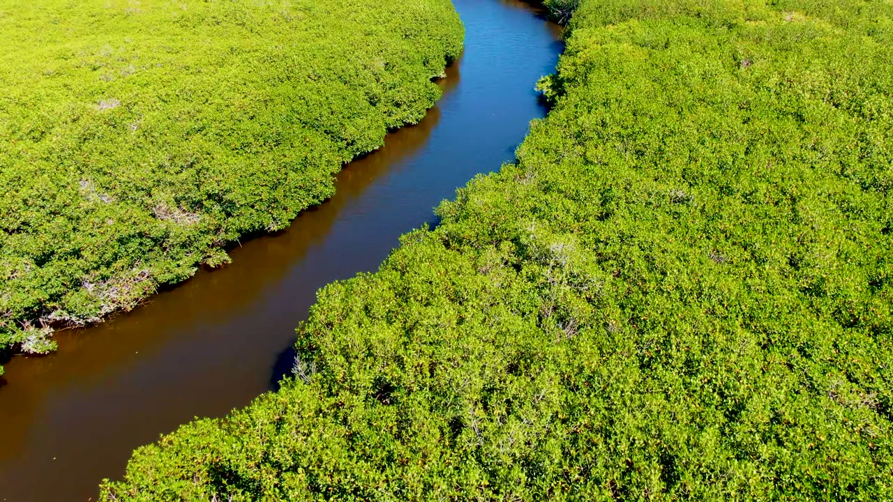Aerial view over San Carlos, Baja California Sur, where a dark diagonal river channel separates dense green vegetation, with no visible people.