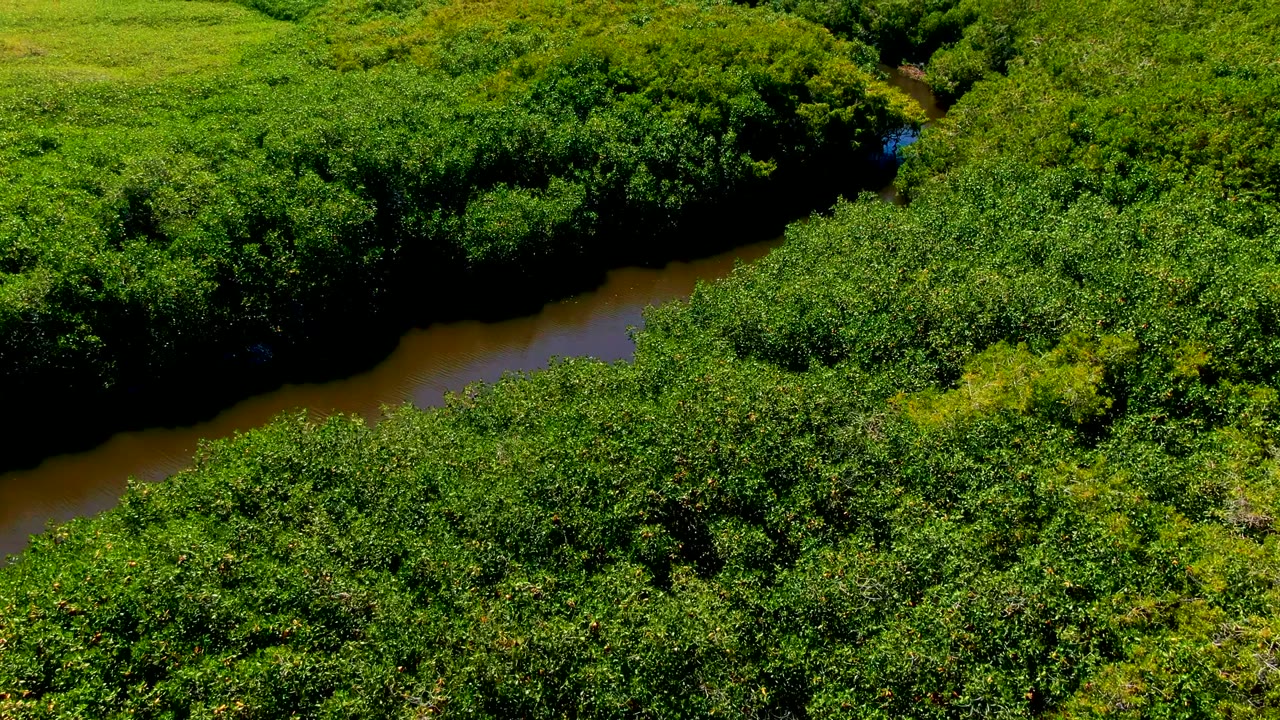 Aerial frame over San Carlos, Baja California Sur, showing a brown river channel curving through dense green canopy with no visible people.