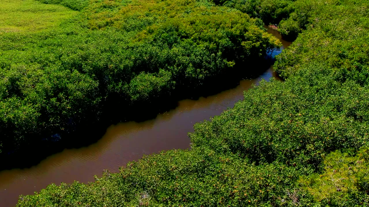 Overhead river bend bordered by thick green trees and shrubs.