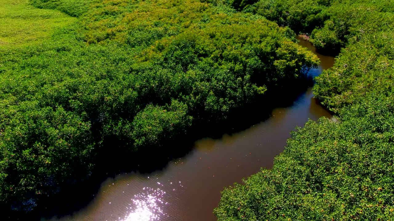 Aerial San Carlos frame showing a winding brown water channel, dense forest edges, bright sun reflection on the river, and no visible people.