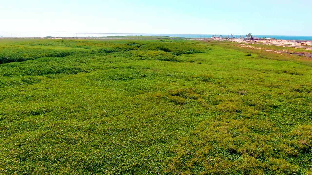Aerial frame over dense green wetland in San Carlos, Baja California Sur, with distant ocean, sandy coast, small structures, clear sky, and no visible people.
