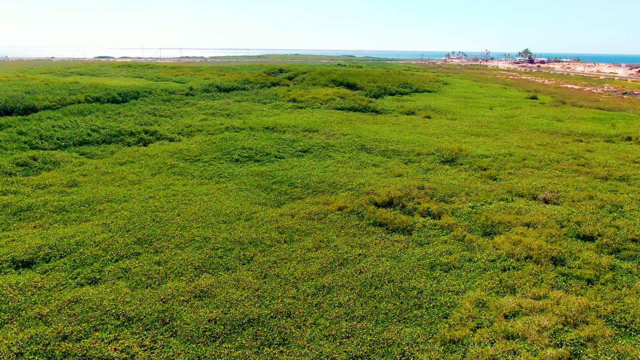 Wide drone view across lush marsh vegetation toward ocean horizon