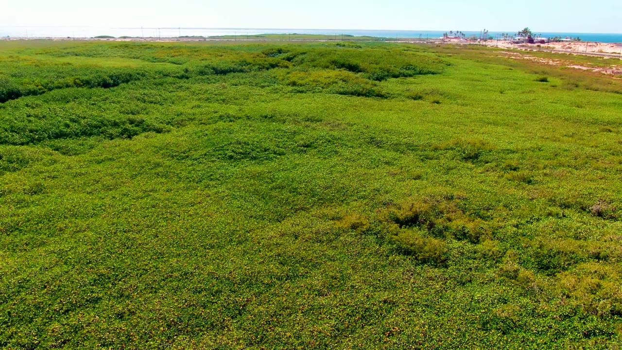 Aerial view in San Carlos, Baja California Sur, with dark and bright green wetland patches leading to distant ocean and small coastal structures, with no visible people.