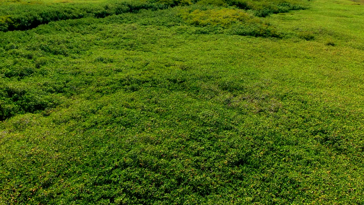 Overhead view of dense green vegetation in San Carlos, Baja California Sur, Mexico, with darker shrub bands near the top and no visible people.