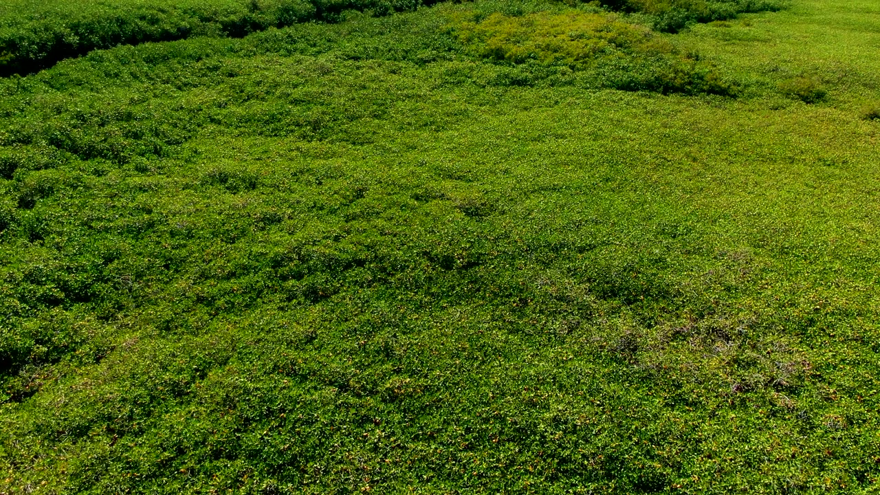 Aerial view of thick green forest canopy