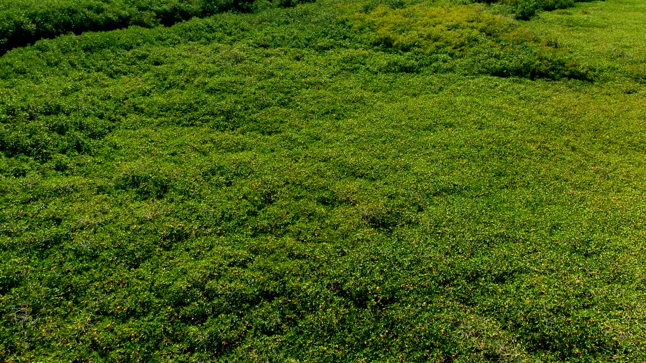 Downward-looking view of green canopy in San Carlos, Baja California Sur, Mexico, showing darker vegetation bands across the upper edge and no visible people.