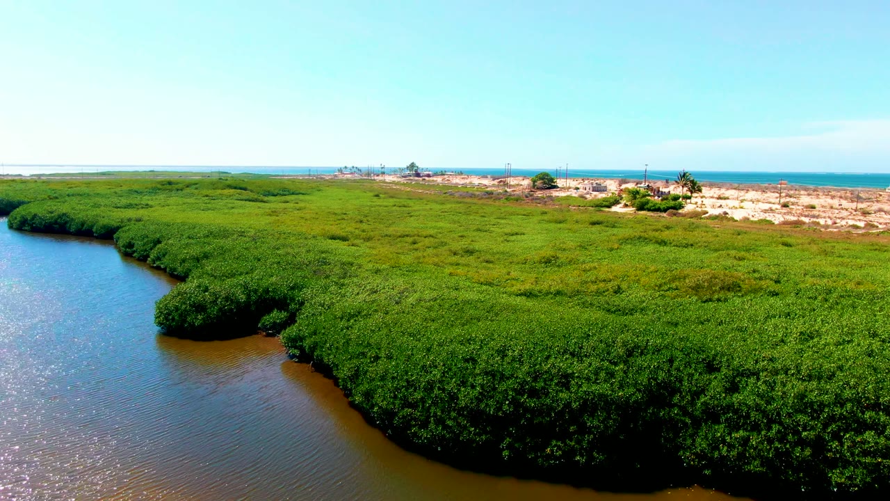 Aerial frame over San Carlos, Baja California Sur showing dense mangroves along a brown-blue waterway, pale sand, distant ocean, clear sky, and no visible people.
