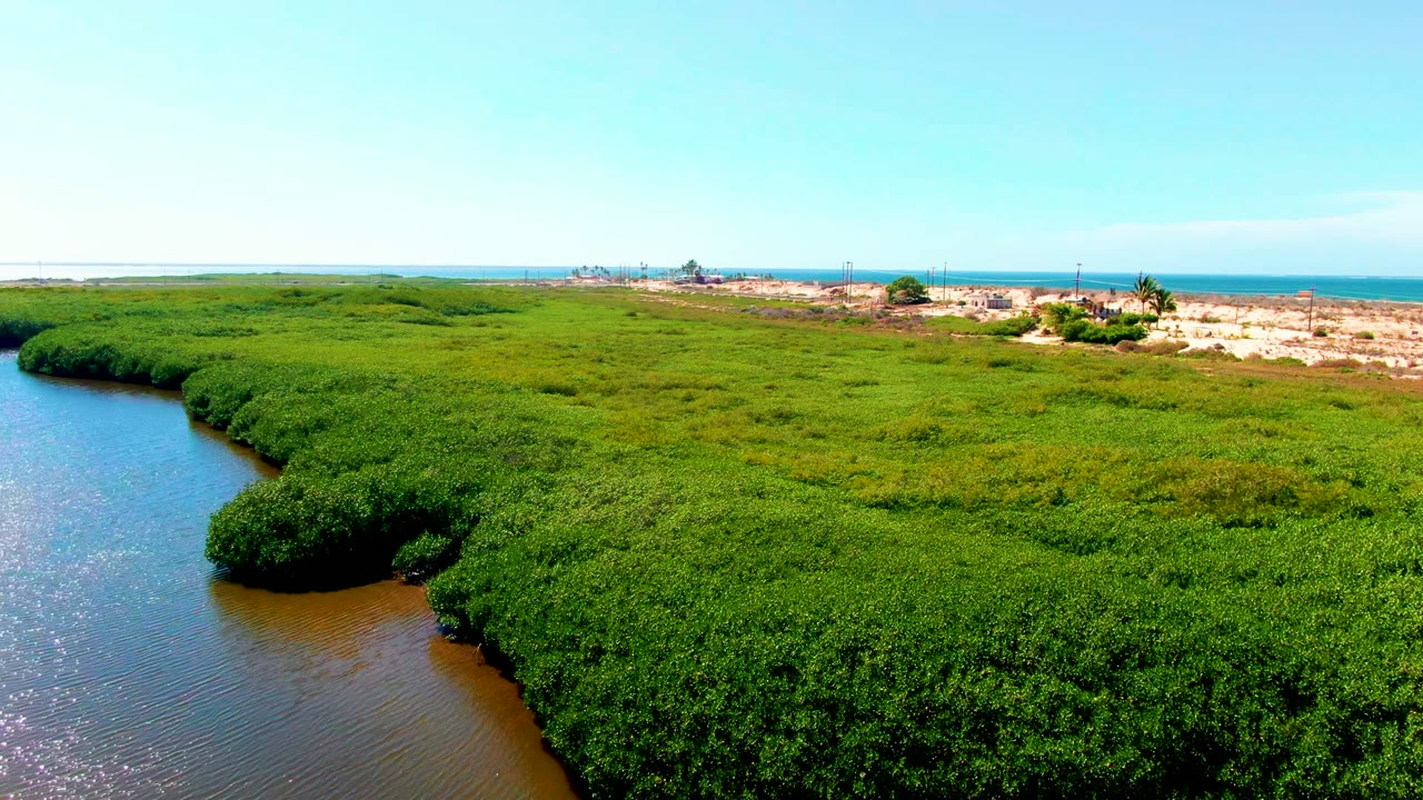Mangrove canopy and curving waterway with sandy shore and ocean beyond.