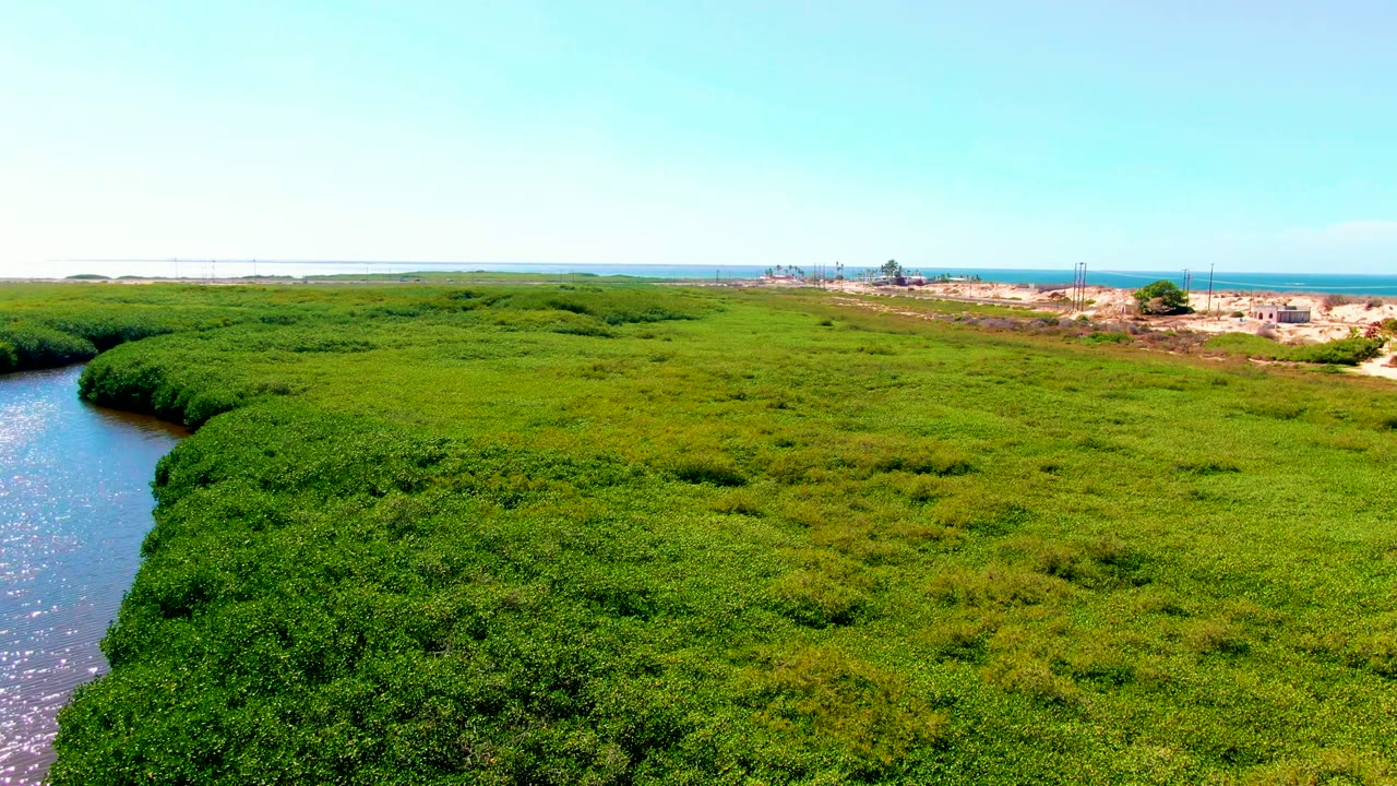 Aerial frame from San Carlos, Baja California Sur showing dense green mangroves, a narrow waterway along the left edge, distant ocean, low coastal structures, clear sky, and no visible people.