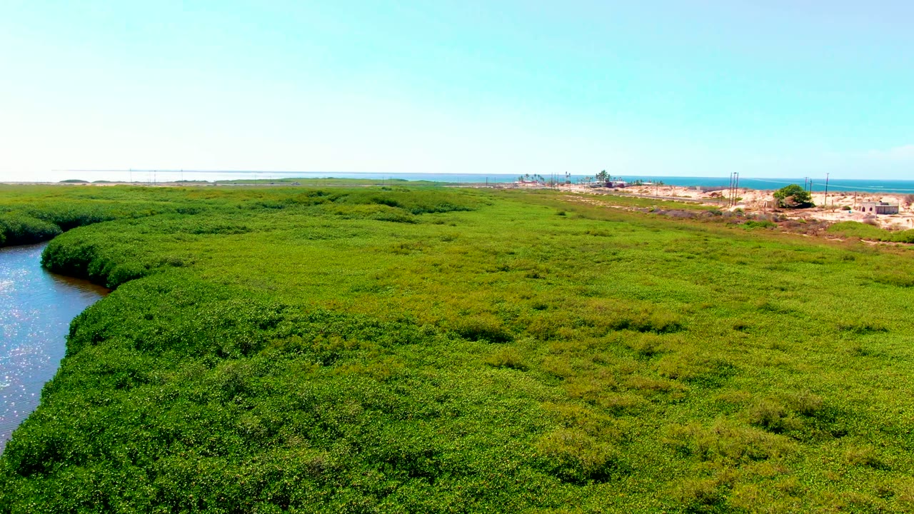 Drone view over mangrove forest with water on the left and ocean on the horizon.