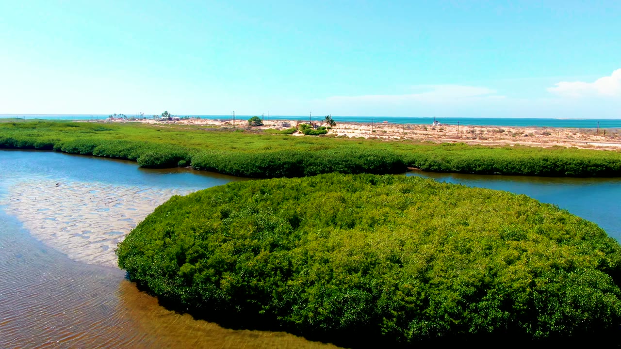At 0:00 in San Carlos, Baja California Sur, dense green mangroves occupy the lower frame beside shallow water, with pale sand and a blue horizon beyond and no visible people.