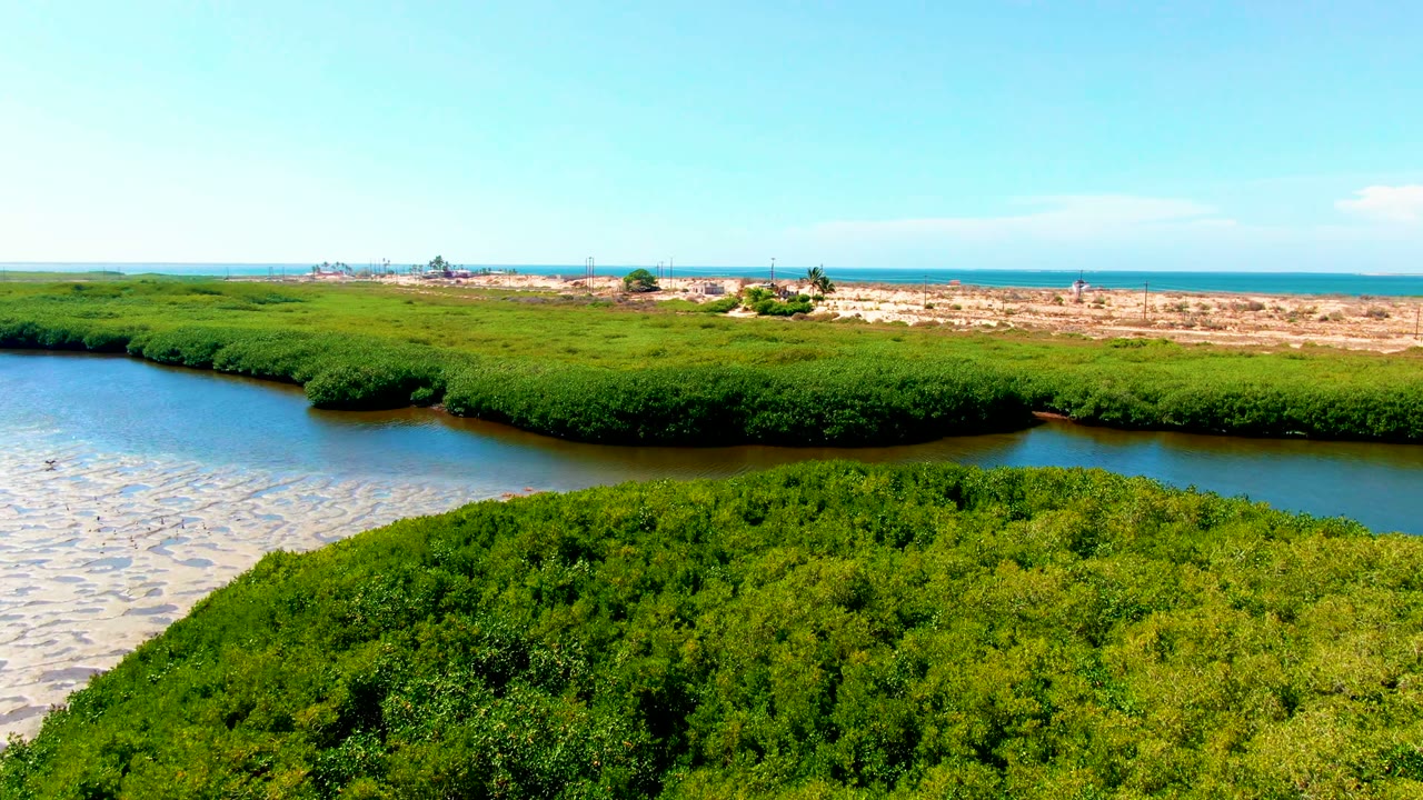 At 0:02 in San Carlos, Baja California Sur, the mangrove canopy fills the lower right, shallow water wraps around it, and the sandy shoreline and blue ocean line remain visible with no visible people.