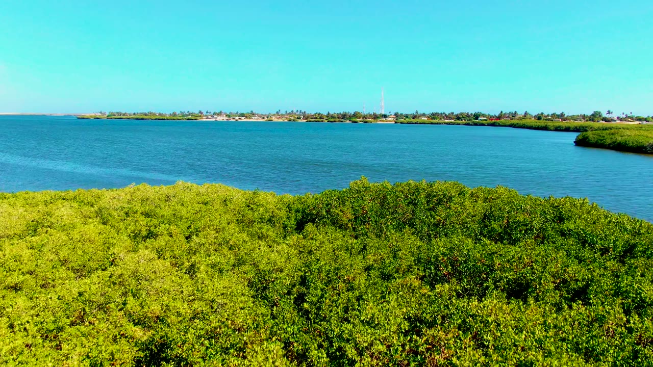 Early aerial frame over San Carlos, Baja California Sur, with dense green mangroves filling the lower foreground, calm blue water beyond, a distant shore, and no visible people.