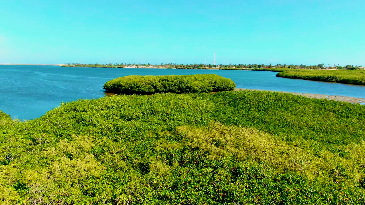 Aerial frame over San Carlos mangroves with dense foreground greenery, a small mangrove island across blue lagoon water, a low distant shoreline, clear sky, and no visible people.
