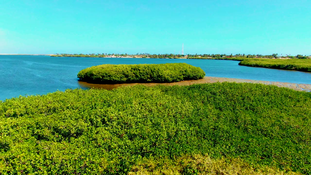 Small mangrove island centered beyond foreground greenery and shallow lagoon water.