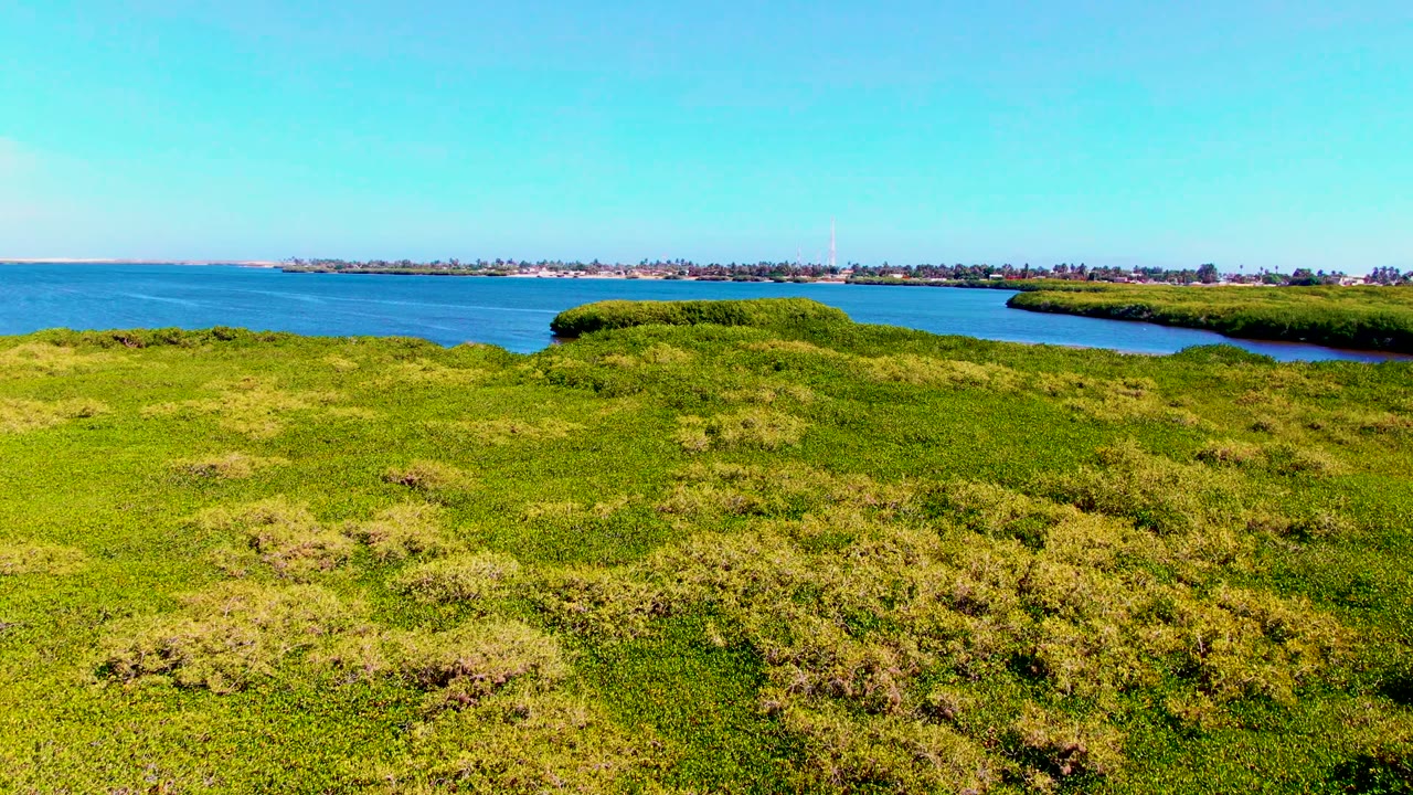 Aerial frame from San Carlos, Baja California Sur showing dense green mangroves in the foreground, blue coastal water beyond, a low distant shoreline, and no visible people.