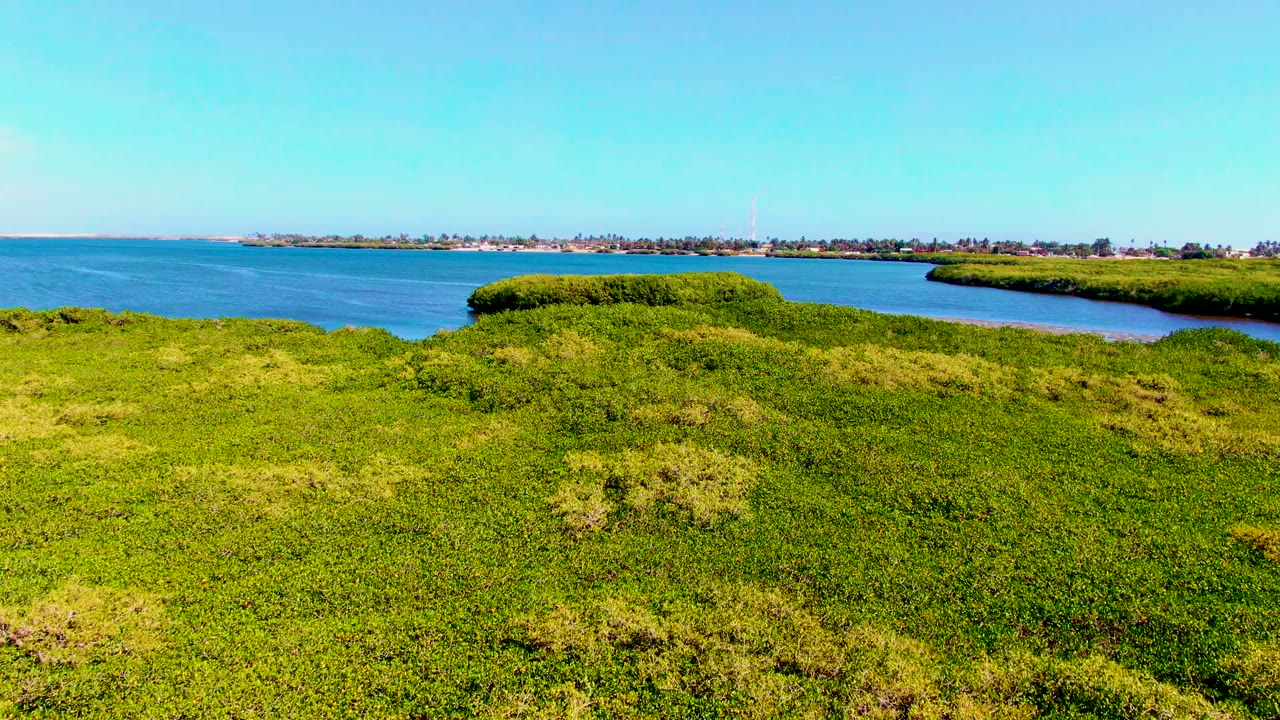 Aerial frame from San Carlos, Baja California Sur showing a curved line of mangroves, calm water wrapping around the vegetation, distant shoreline detail, and no visible people.