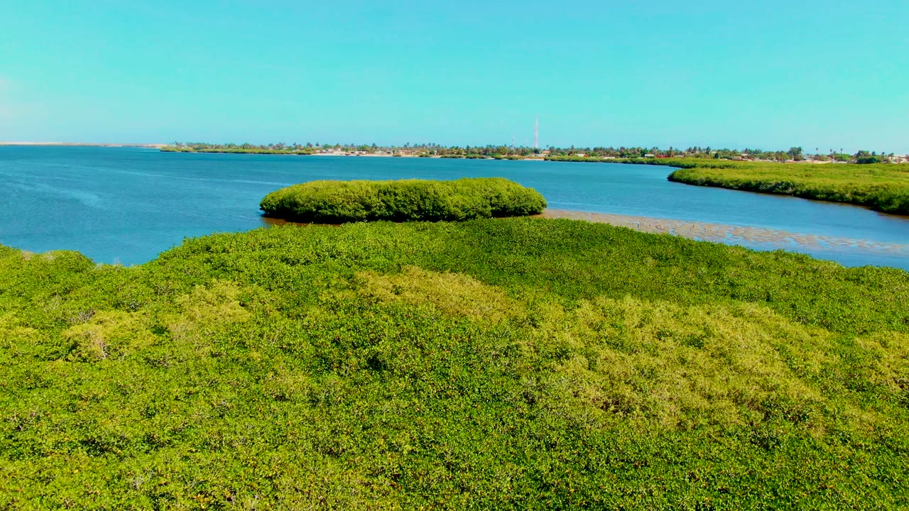 Opening aerial frame in San Carlos, Baja California Sur, looking over dense green foreground mangroves toward a rounded mangrove island, blue estuary water, distant shore buildings, a tower, and no visible people.