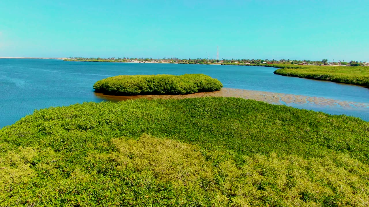 Mangrove island centered beyond foreground vegetation and calm blue water.