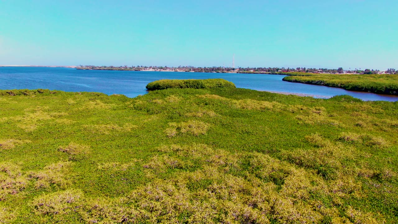 Wide drone-like view of bright green coastal ground in San Carlos, Baja California Sur, with blue water wrapping around vegetated banks, far-off buildings, and no visible people.