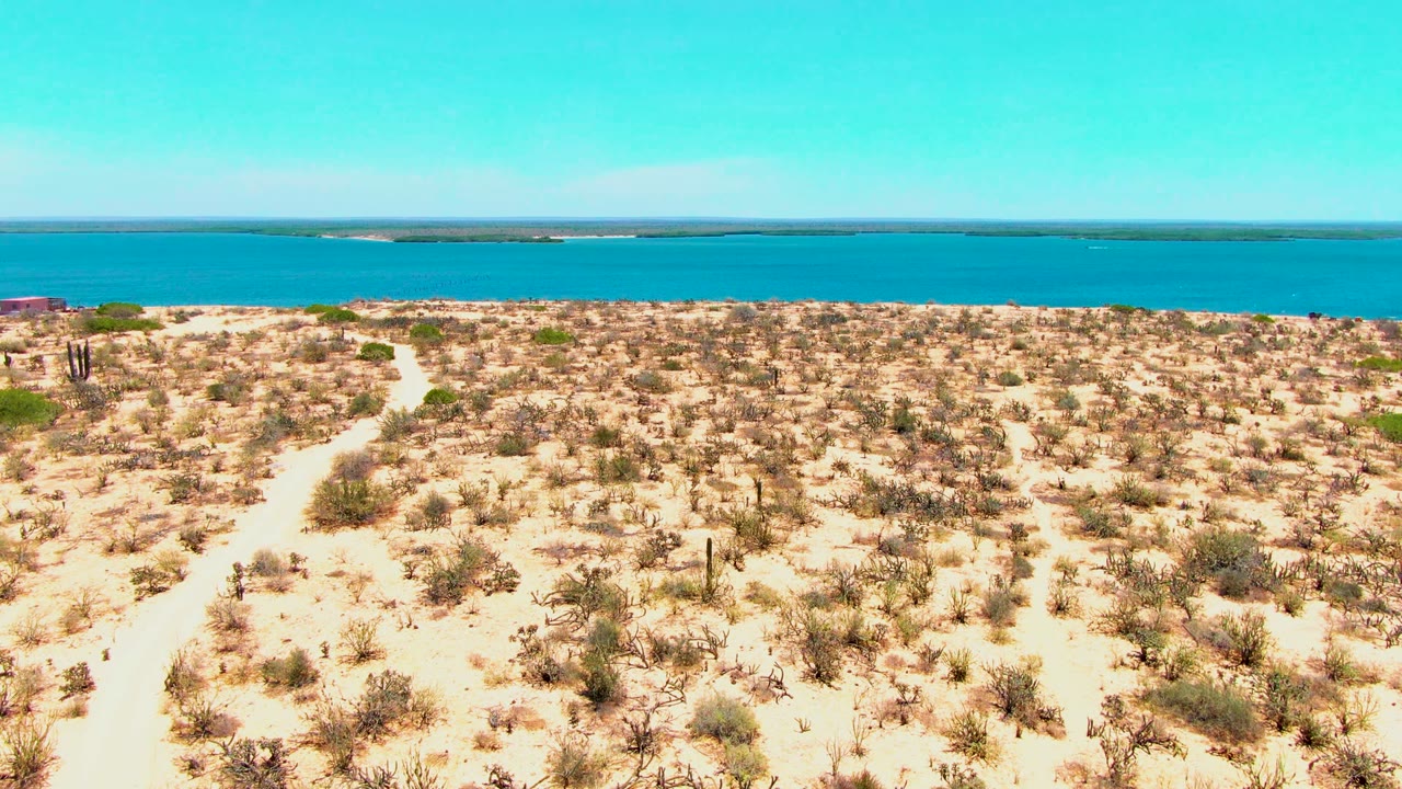 At 0:02 in San Carlos, Baja California Sur, scattered cactus forms and scrub sit across pale sand with blue water stretching across the background, with no visible people.