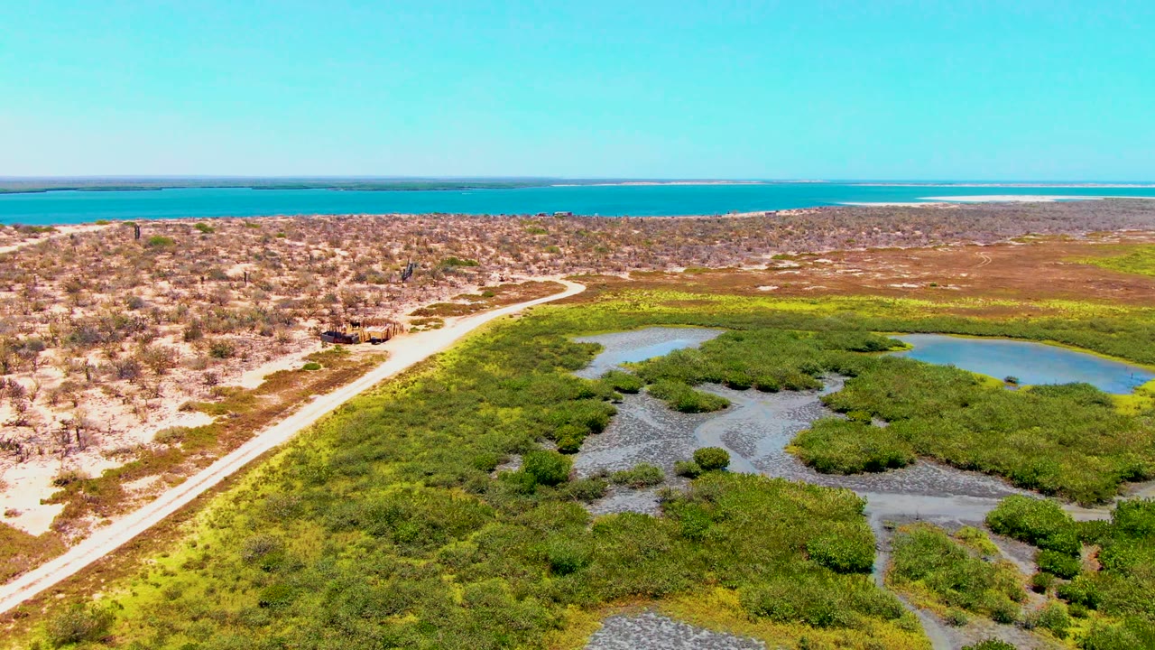 Drone-height frame over San Carlos, Baja California Sur showing dense green wetland patches in front, a pale road to the left, dry scrub beyond, and ocean across the top, no visible people.