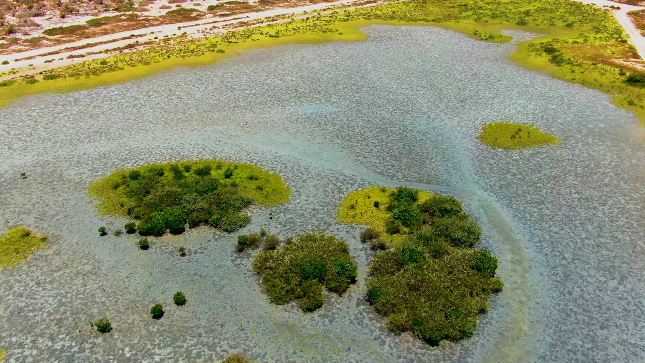 Overhead marsh scene with clustered green shrubs in shallow water and a pale road at the top.