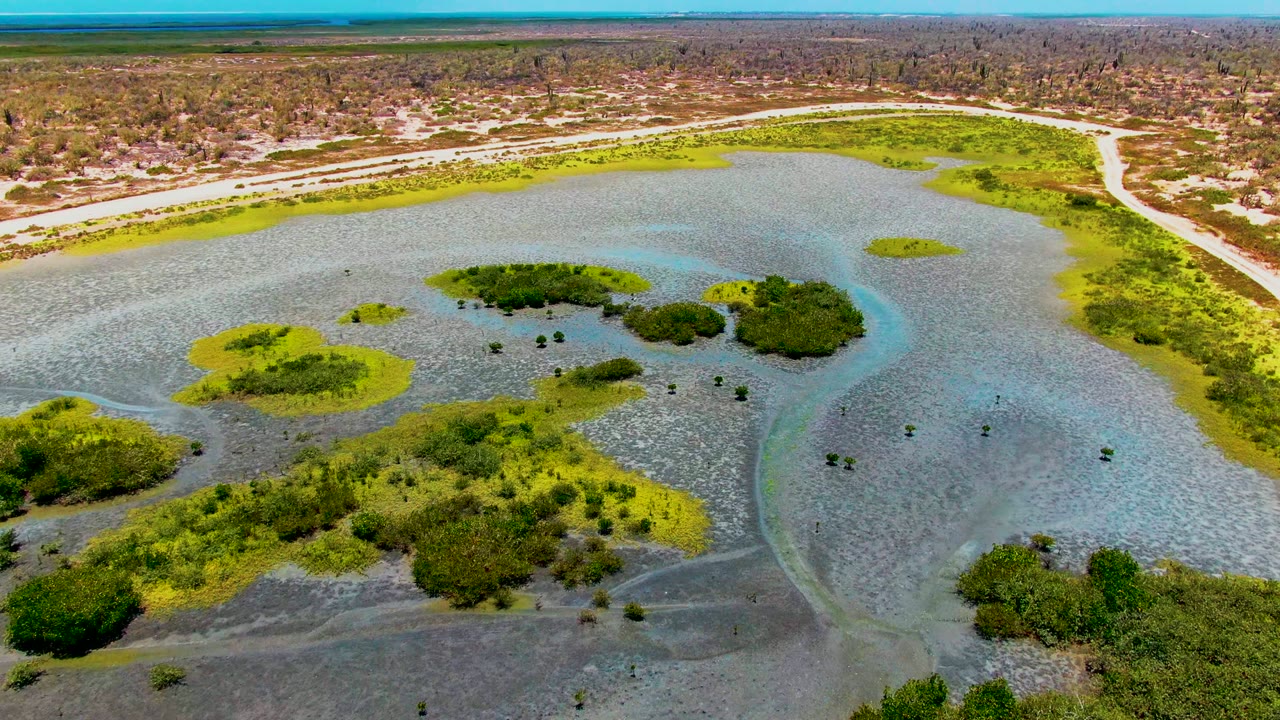 Drone view of wetland water curving around green islands beside a light-colored road.