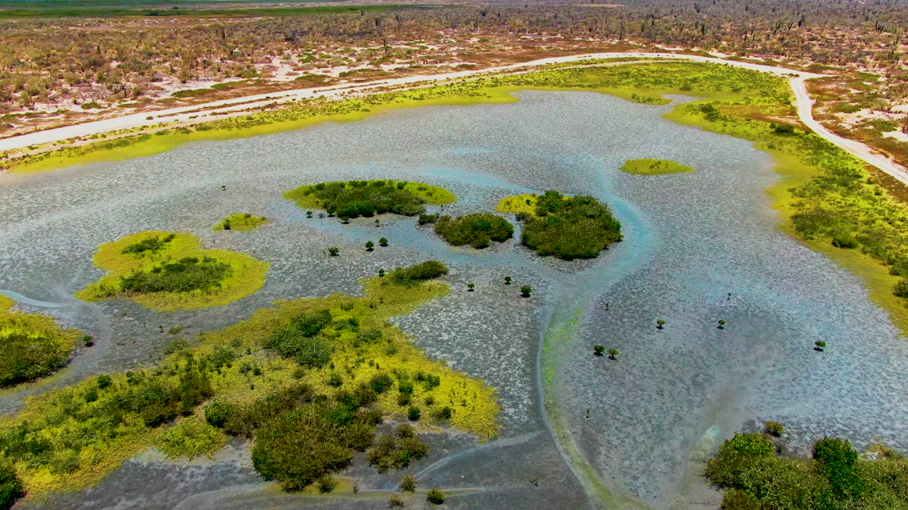 Wide overhead view in San Carlos, Baja California Sur with clustered green wetland islands surrounded by rippled shallow water, the road running across the upper frame, and no visible people.