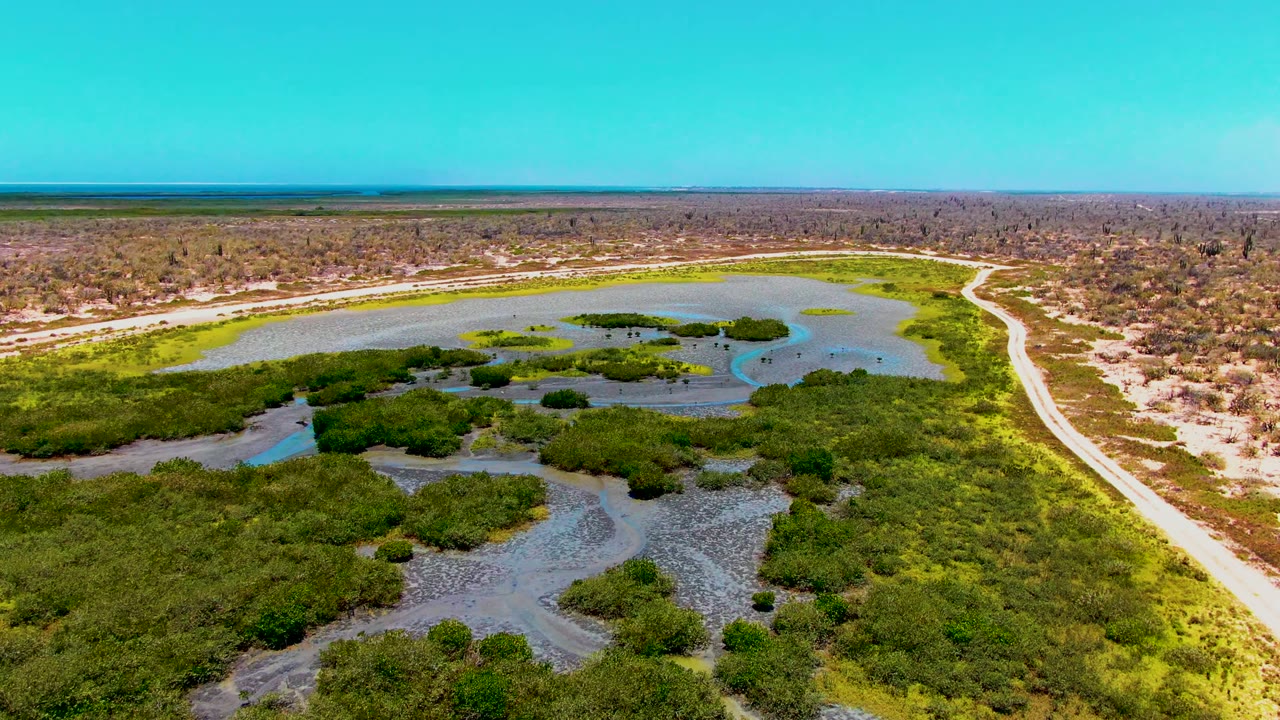 Aerial view over San Carlos, Baja California Sur wetland showing mangrove clusters around blue-green channels, pale dry flats, a road on the right, scrubland on the horizon, and no visible people.