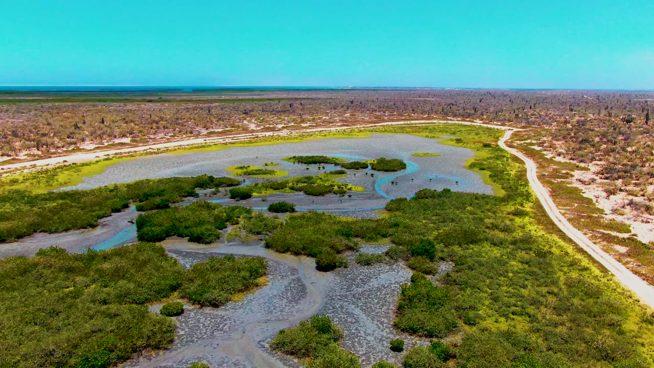 Drone view of shallow channels winding through mangroves beside a dirt road.