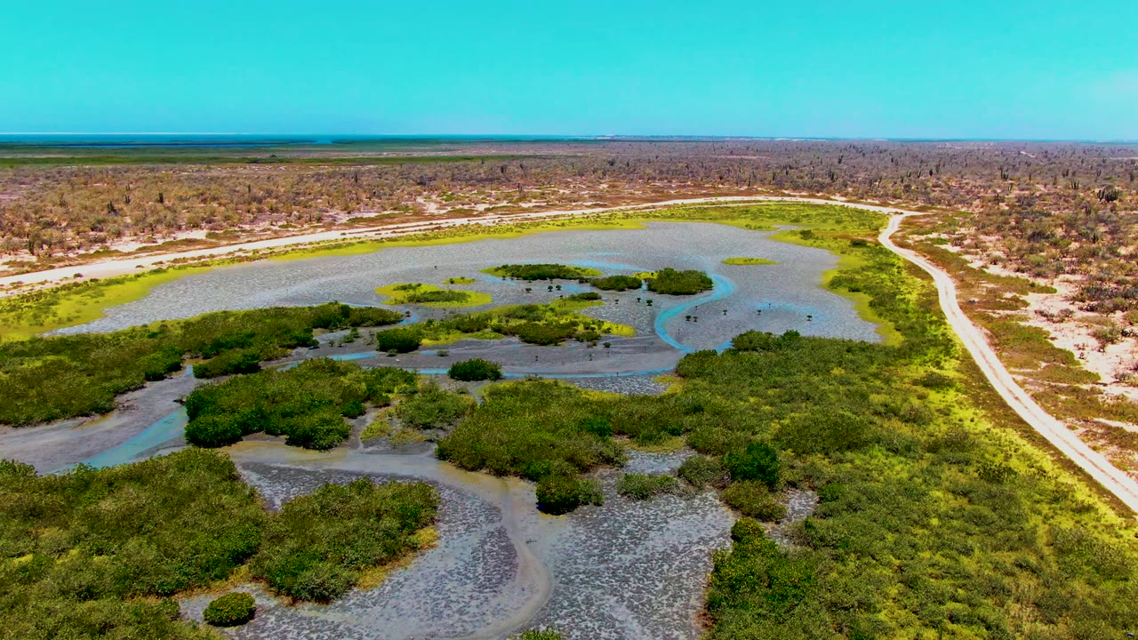 San Carlos, Baja California Sur aerial frame with clustered mangroves in the lower half, shallow wetland pools across the center, a pale road at right, dry brush beyond, and no visible people.