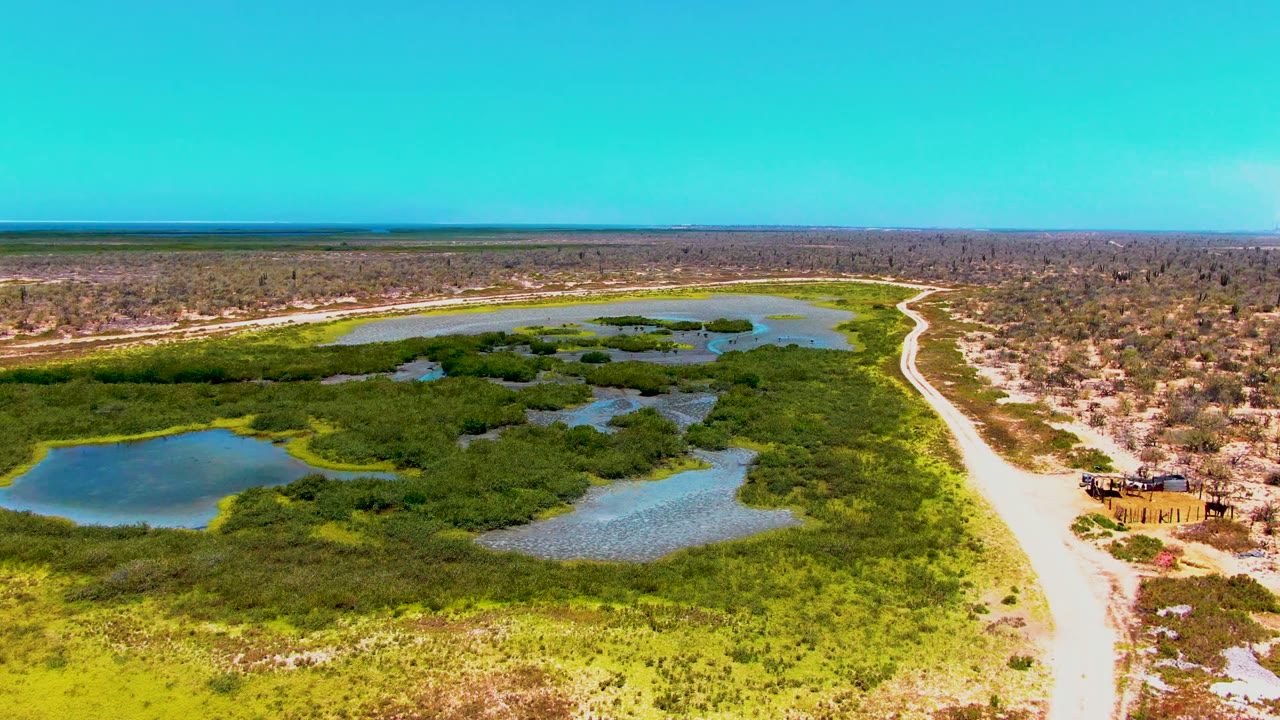Aerial frame over San Carlos, Baja California Sur, showing blue-green wetland ponds, dense vegetation, a sandy road on the right, distant scrubland, and no visible people.