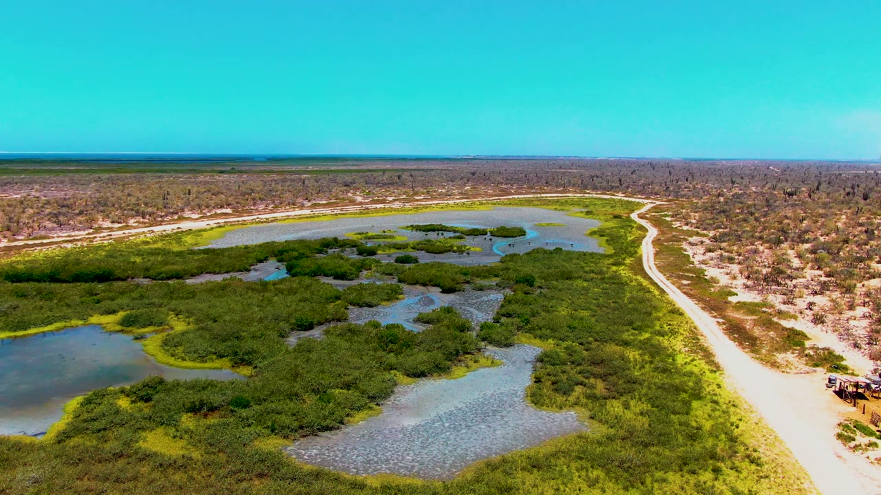 Wide drone frame over San Carlos, Baja California Sur, showing irregular pond edges, exposed pale ground, thick green vegetation, a roadside vehicle near the lower right, and no visible people.