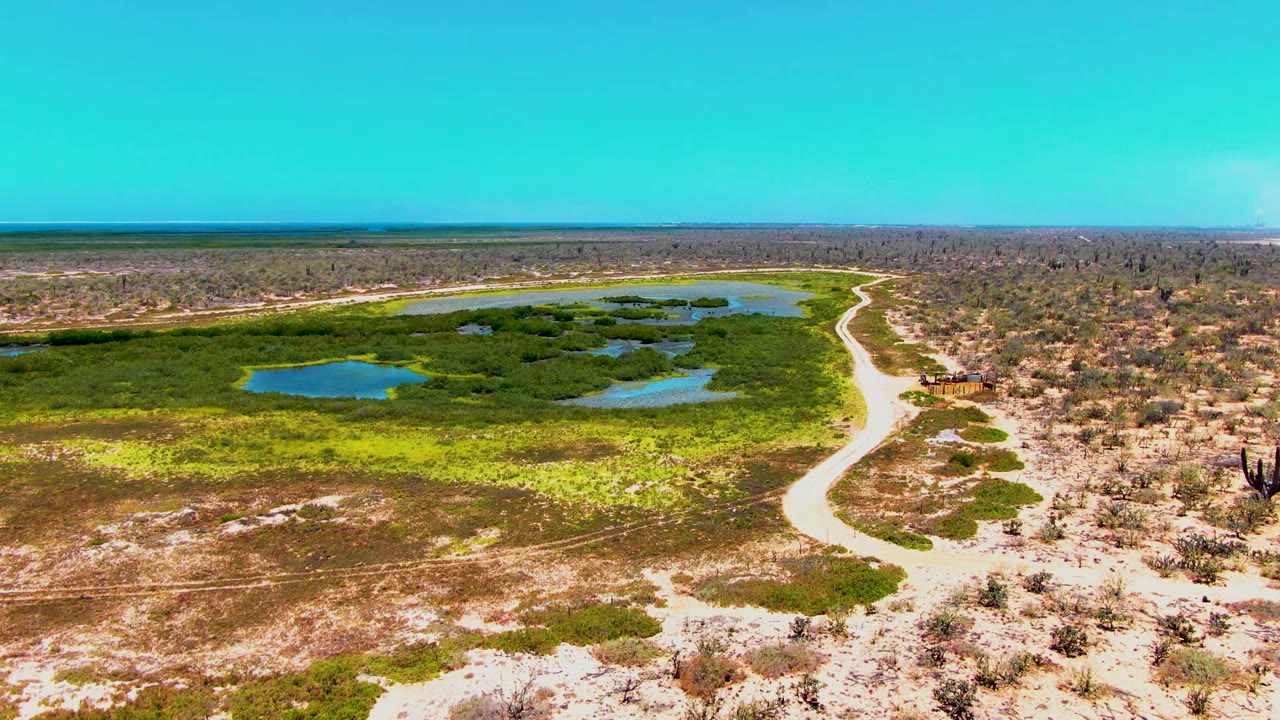 Aerial frame over San Carlos, Baja California Sur, showing small blue waterholes surrounded by green vegetation, dry scrubland, a pale winding dirt road, and no visible people.