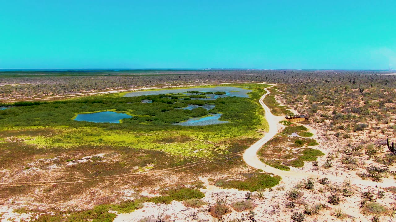 Drone view of a dirt road beside green wetland vegetation and blue ponds.