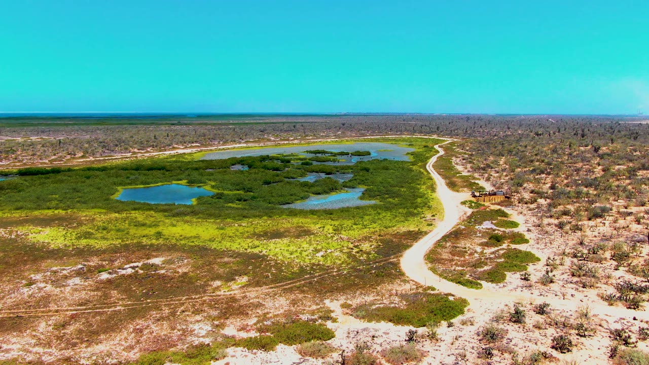 Wide drone frame over San Carlos, Baja California Sur, showing multiple blue water patches within green vegetation, a pale curved road, dry brush, and no visible people.