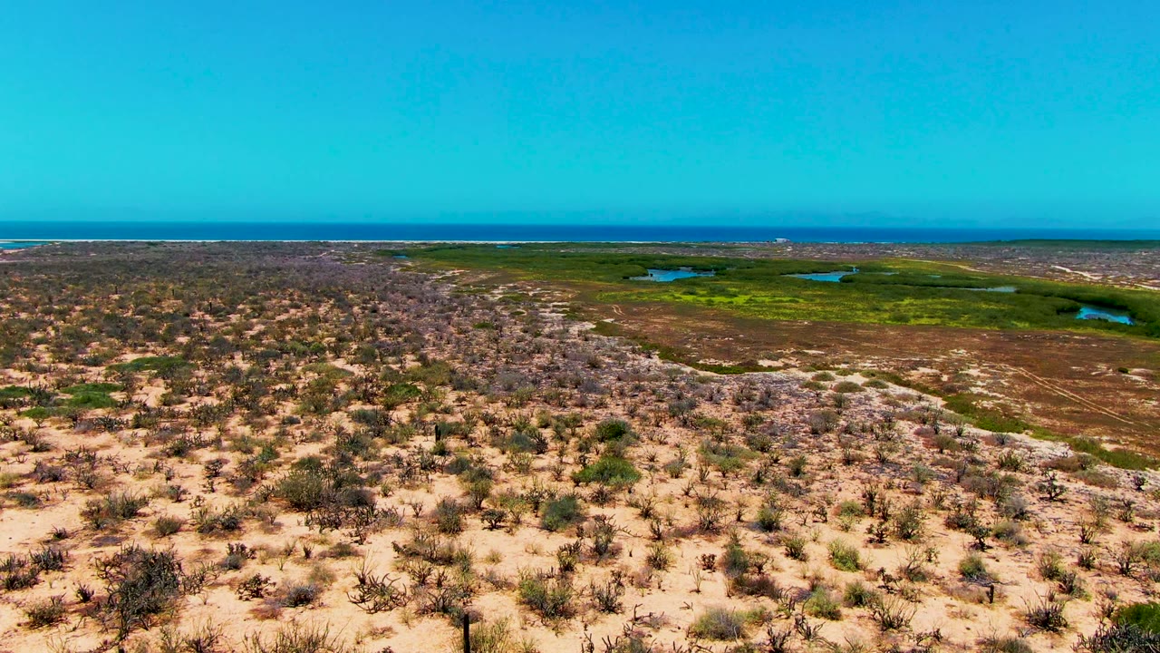 Sandy dunes with sparse bushes leading toward marshland and ocean horizon.