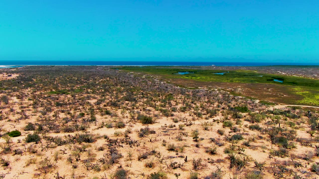 San Carlos aerial view with dry cactus-covered ground filling the foreground, greener bands and small water pockets in the midground, and ocean across the horizon, no visible people.