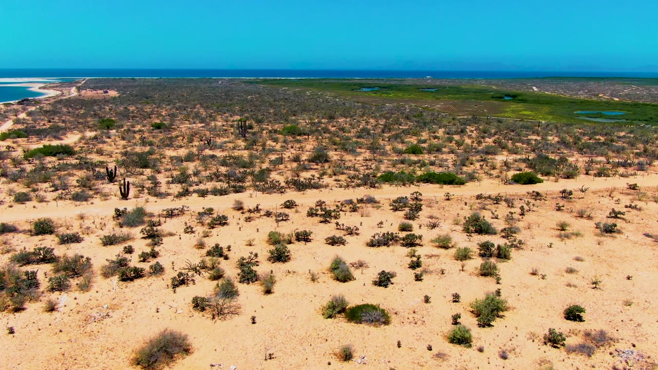 Wide aerial view over San Carlos, Baja California Sur desert scrub with tall cacti in sandy foreground, green wetland beyond, pale beach at left, blue ocean on the horizon, and no visible people.