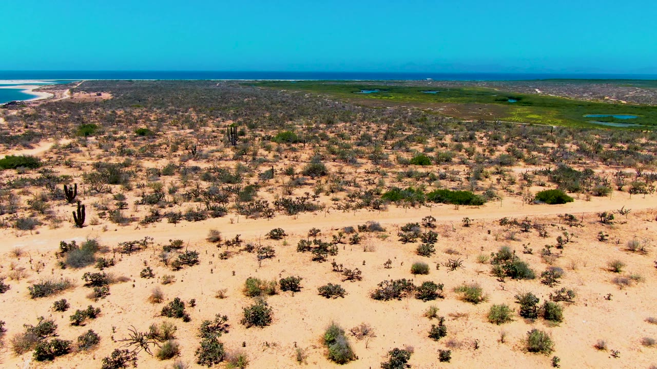 Drone view of sandy cactus terrain with green wetland and ocean in the distance.